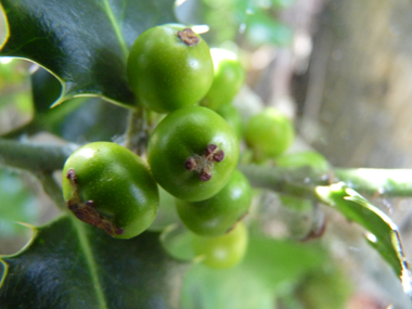 Fruits en forme et de la taille de petits pois, d'abord verts puis devenant rouges à maturité. Agrandir dans une nouvelle fenêtre (ou onglet)